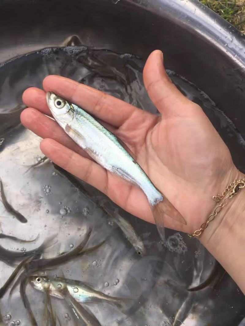 精品翘嘴鱼苗大量供应品质保证支持视频看货欢迎来电