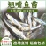 精品翘嘴鱼苗大量供应品质保证支持视频看货欢迎来电
