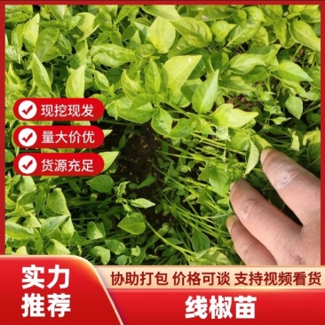 宿州辣椒苗、线椒苗抗病高存活率高欢迎选购
