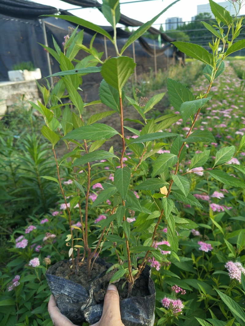 粉花绣线菊大杯，平面高度35cm，基地有量，欢迎来一亩田