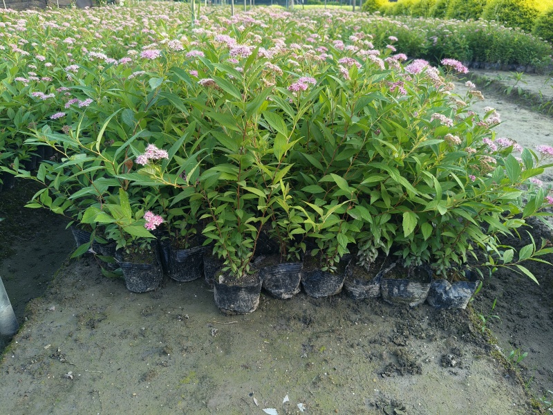 粉花绣线菊大杯，平面高度35cm，基地有量，欢迎来一亩田