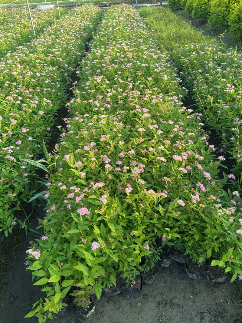 粉花绣线菊大杯，平面高度35cm，基地有量，欢迎来一亩田