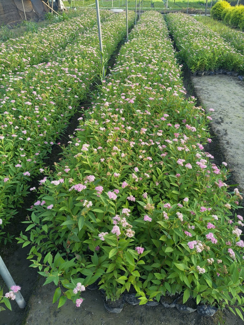 粉花绣线菊大杯，平面高度35cm，基地有量，欢迎来一亩田