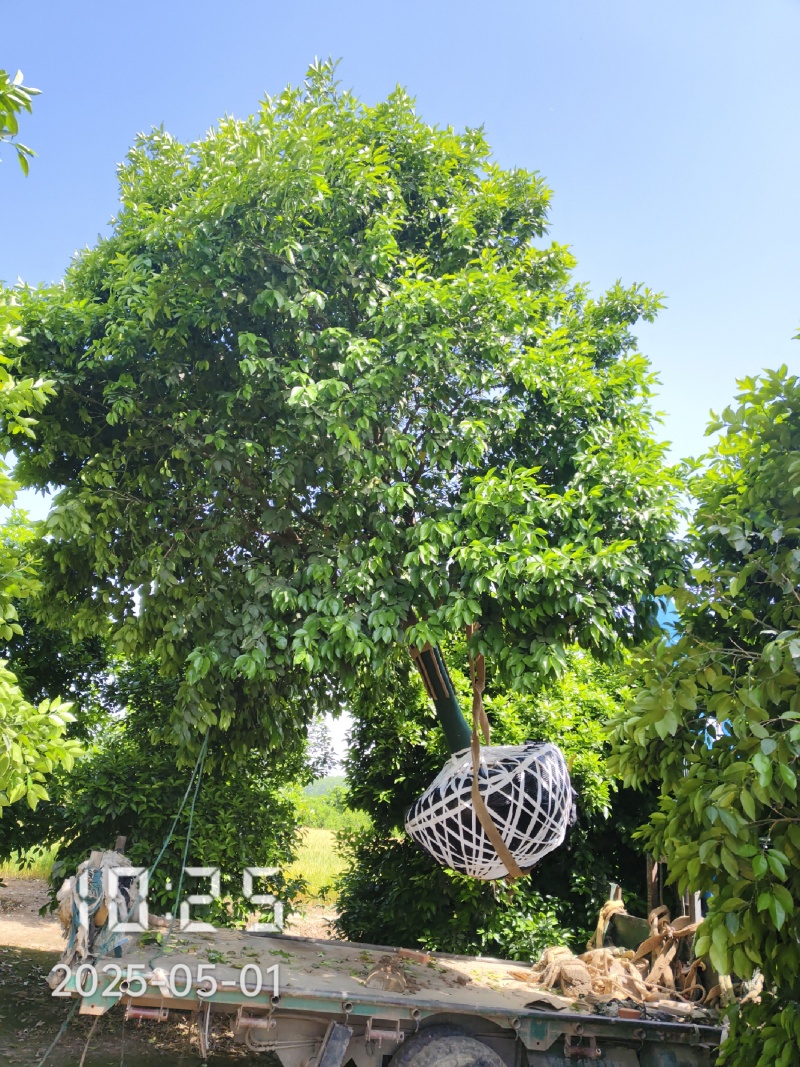 18的香橼树，香橼，大量供应，杆直冠好，苗圃打号选树