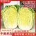 黄心大白菜对接全国食堂加工厂量大价优欢迎来电