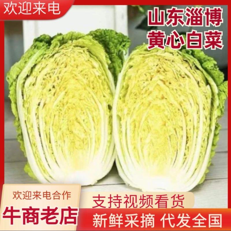 黄心大白菜对接全国食堂加工厂量大价优欢迎来电