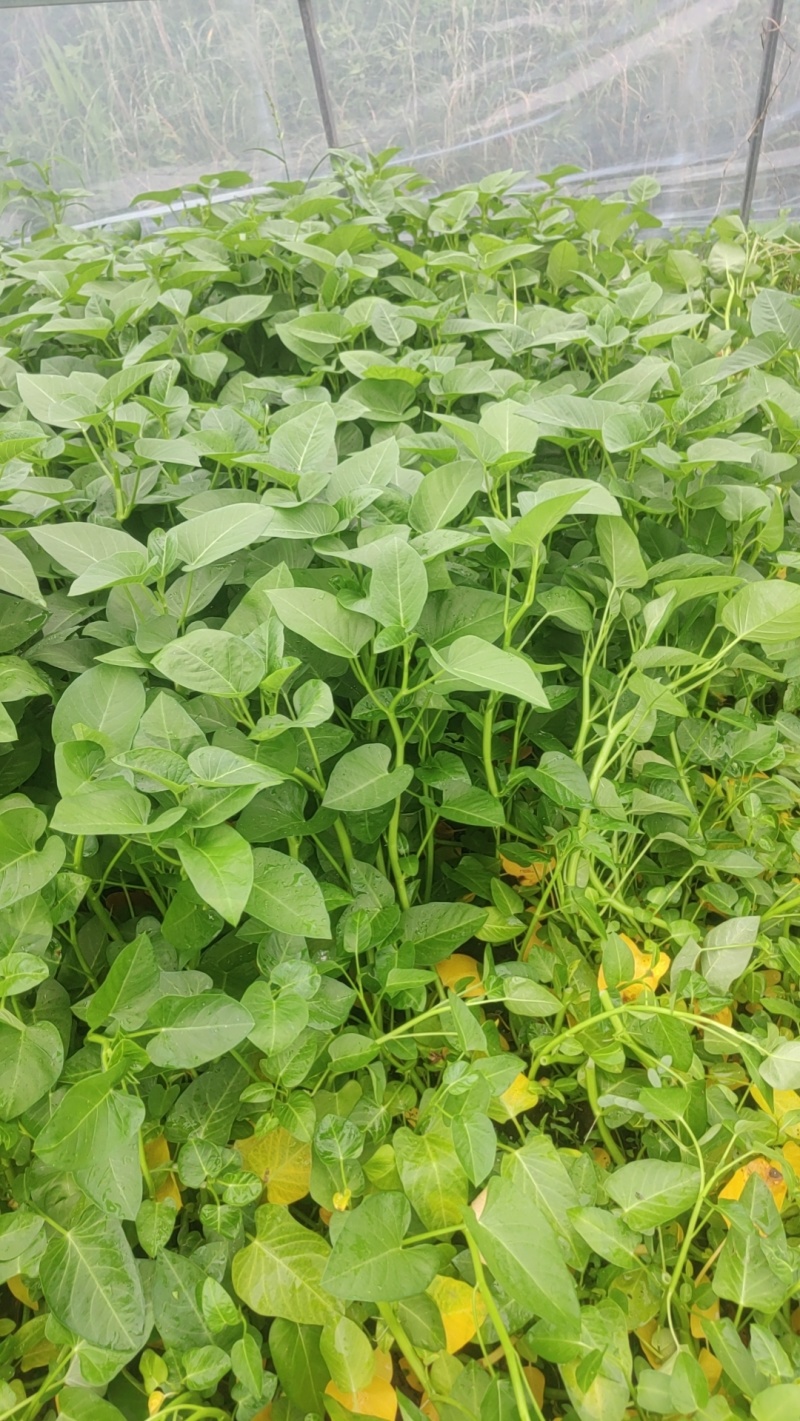 广东圆叶空心菜