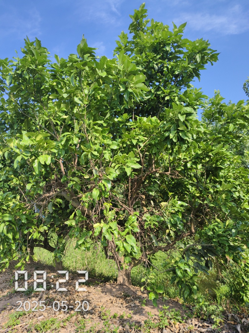 3-4米高丛生柚子树（嫁接蜜柚树）支持线上保障交易