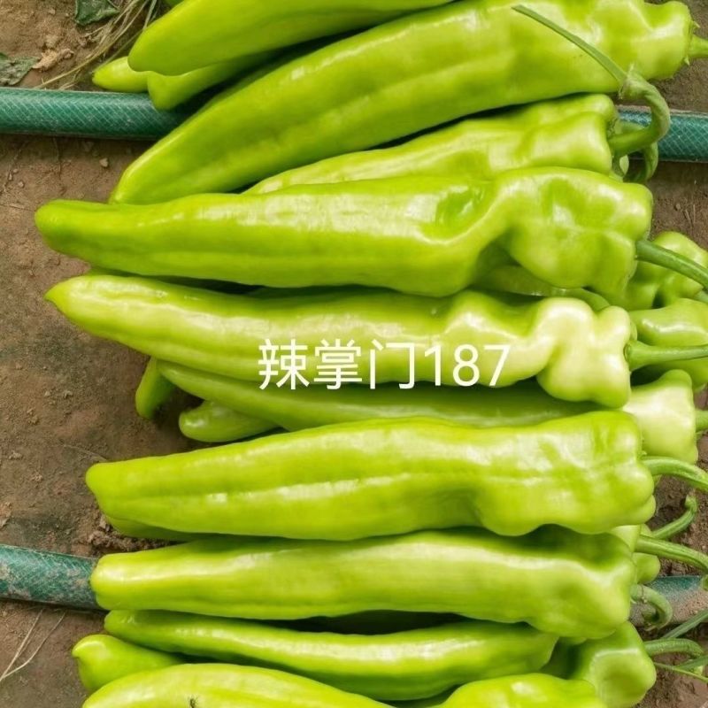 辣掌门187辣椒种子一代杂交粗长牛角型辣椒子黄皮辣