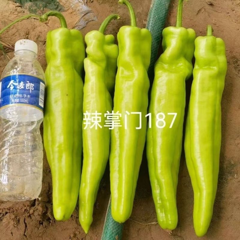辣掌门187辣椒种子一代杂交粗长牛角型辣椒子黄皮辣
