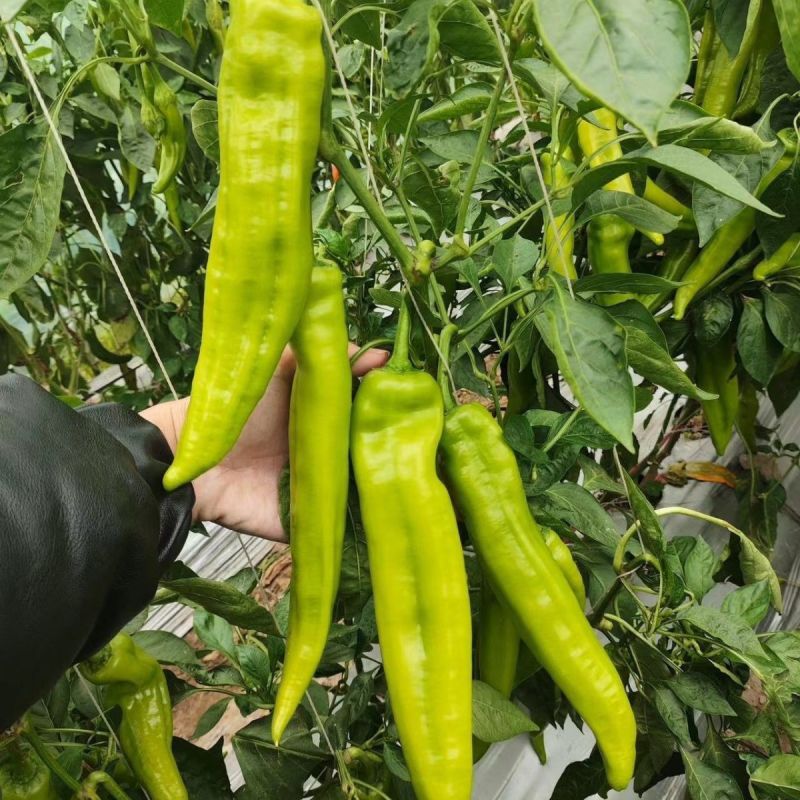 辣掌门187辣椒种子一代杂交粗长牛角型辣椒子黄皮辣