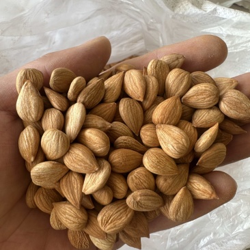 优一甜杏仁各种规格