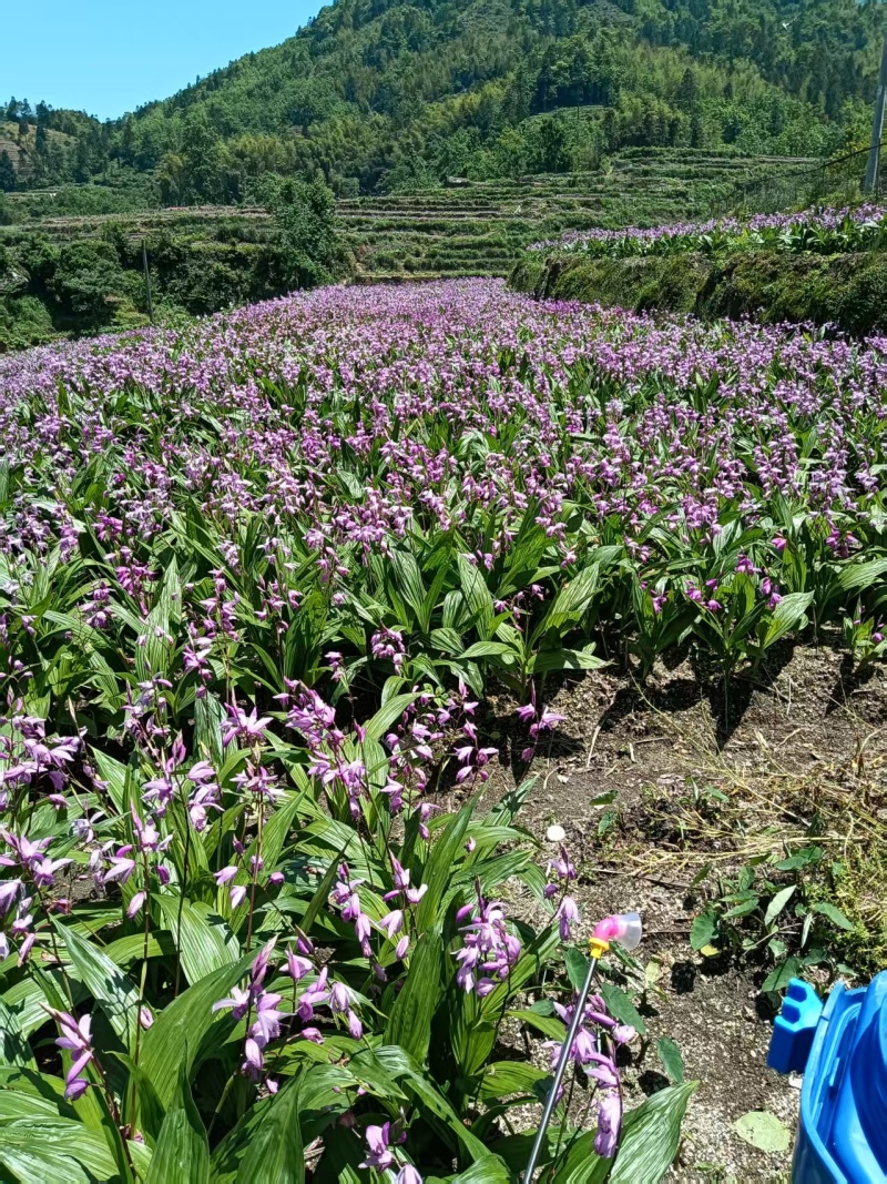 白芨货源充足规格齐全全网低价随时欢迎您来聊