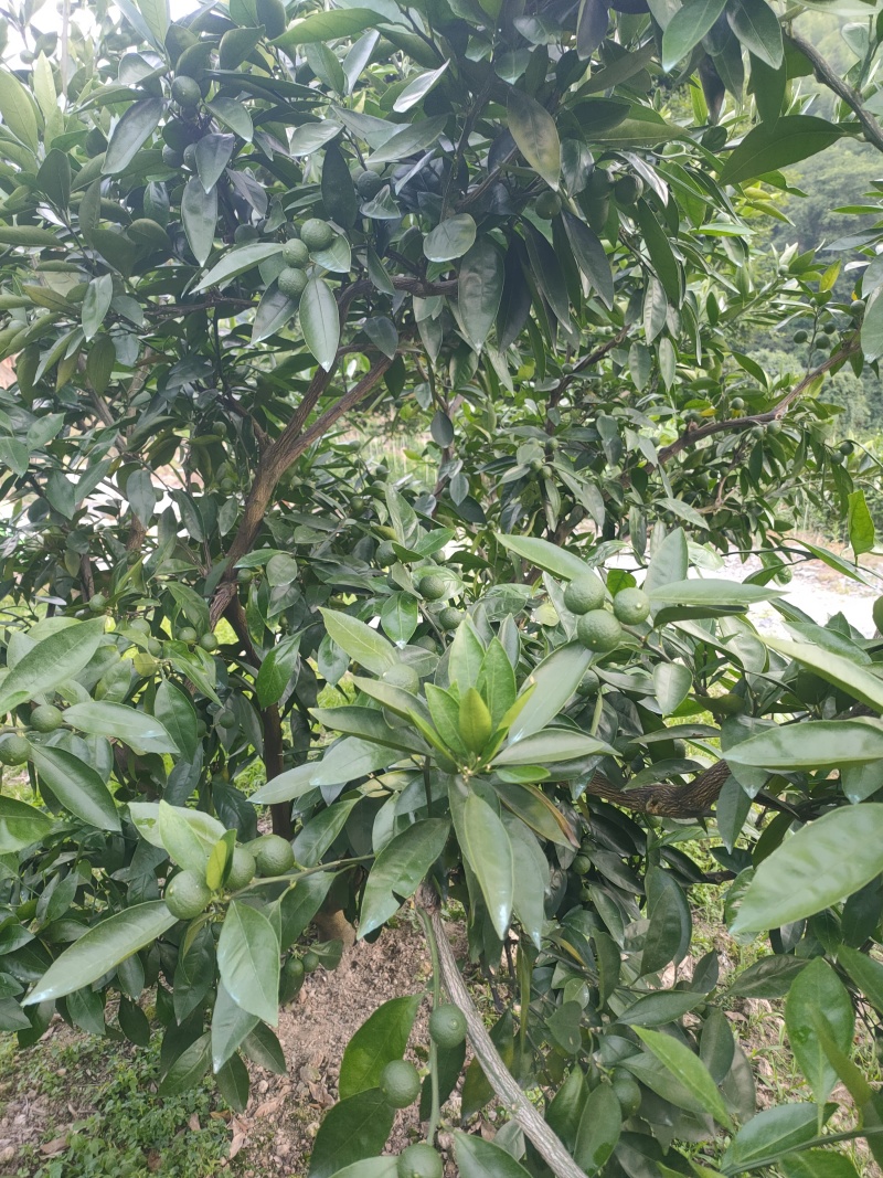预定蜜橘