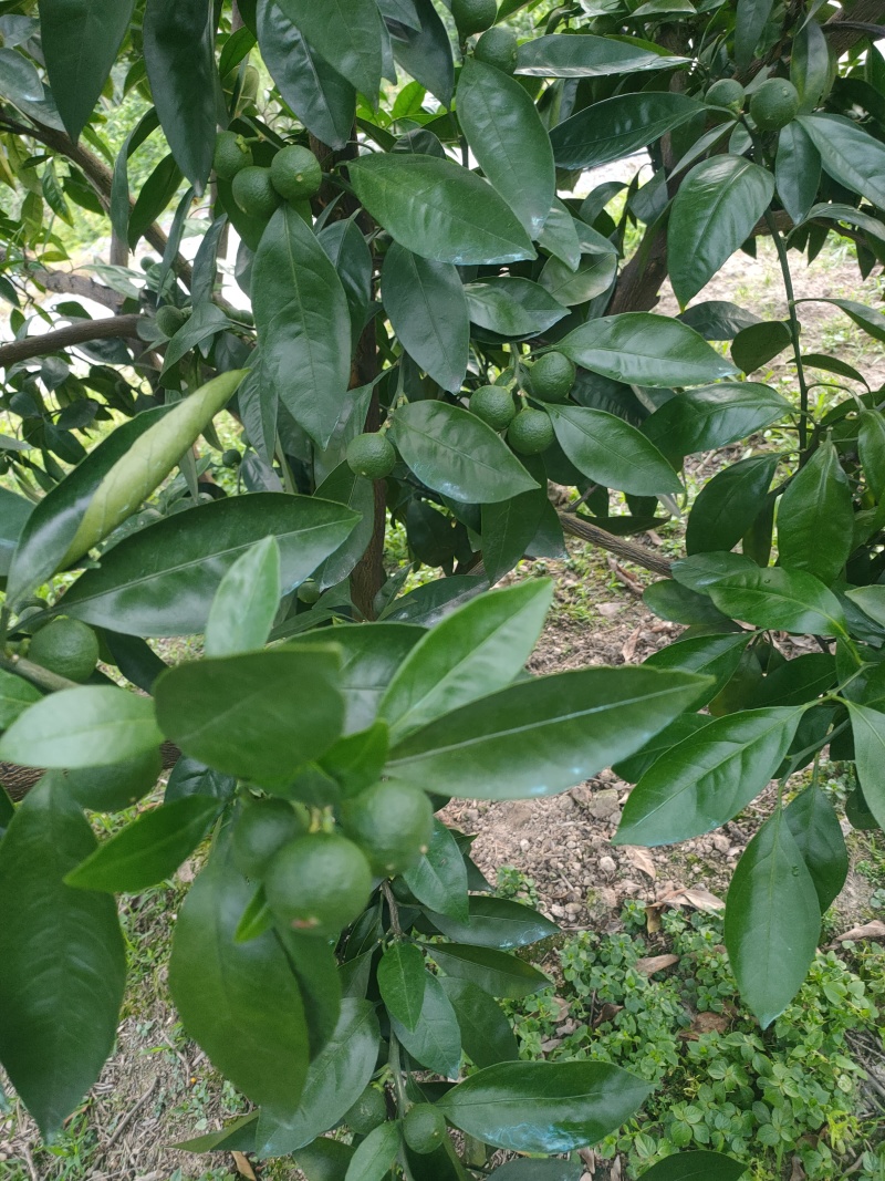 预定蜜橘