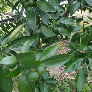 预定蜜橘