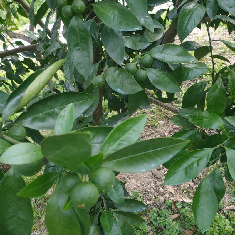 预定蜜橘