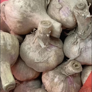 大蒜🧄支持全国发货电商实体大量有货