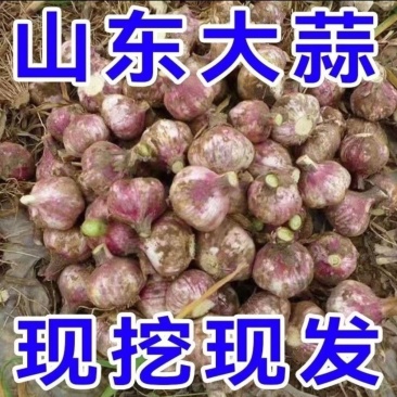 山东大蒜品种齐全，量大从优，品质保证，可视频看货