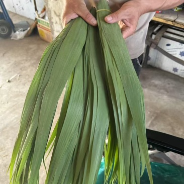 新鲜粽叶