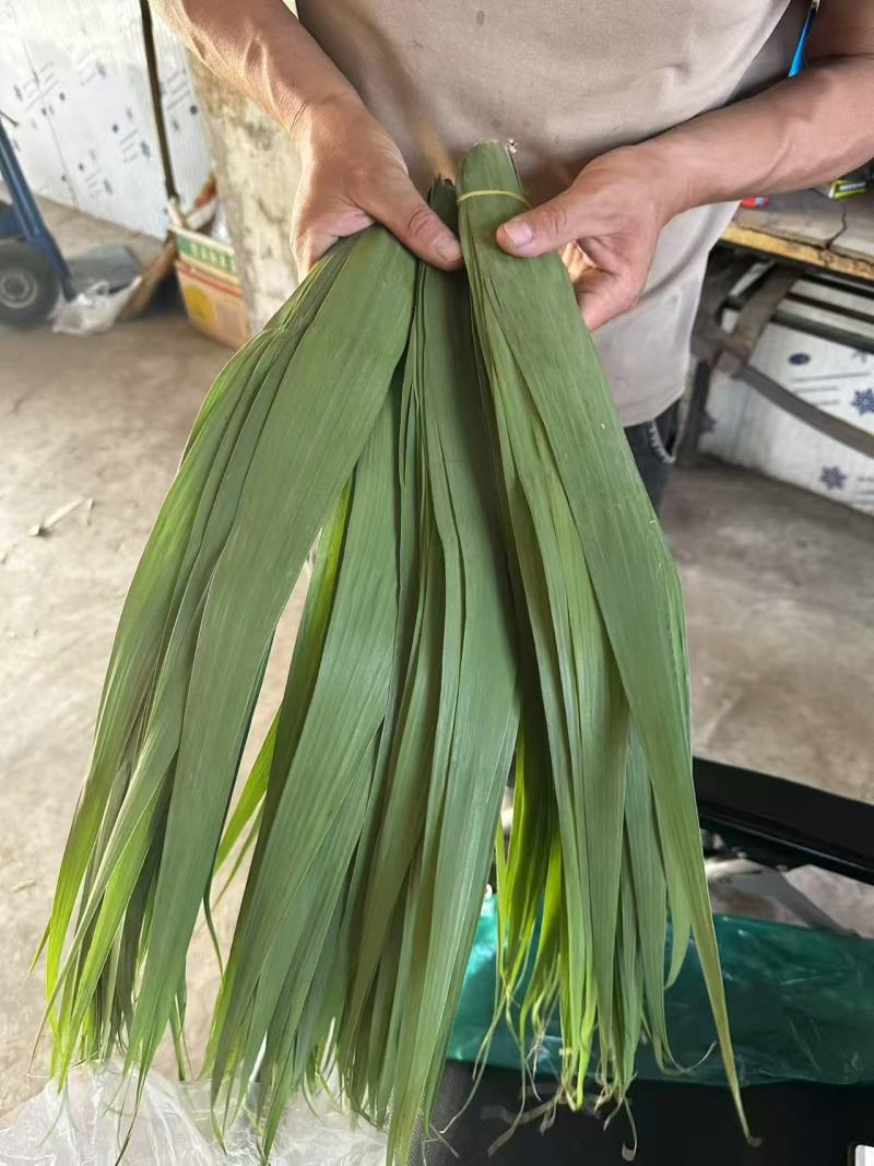 新鲜粽叶