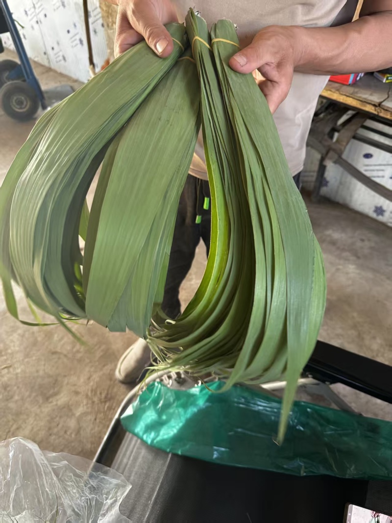 新鲜粽叶