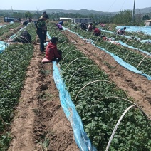 红薯苗基地红薯苗育苗基地