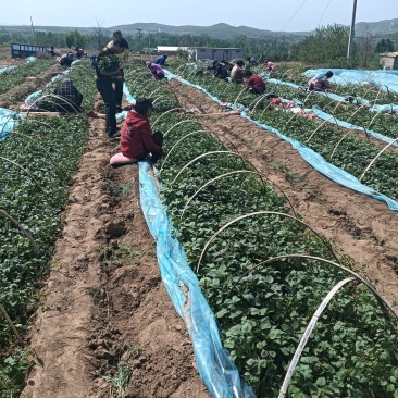 红薯苗基地红薯苗育苗基地