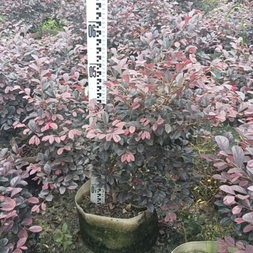 红花继木高50冠50