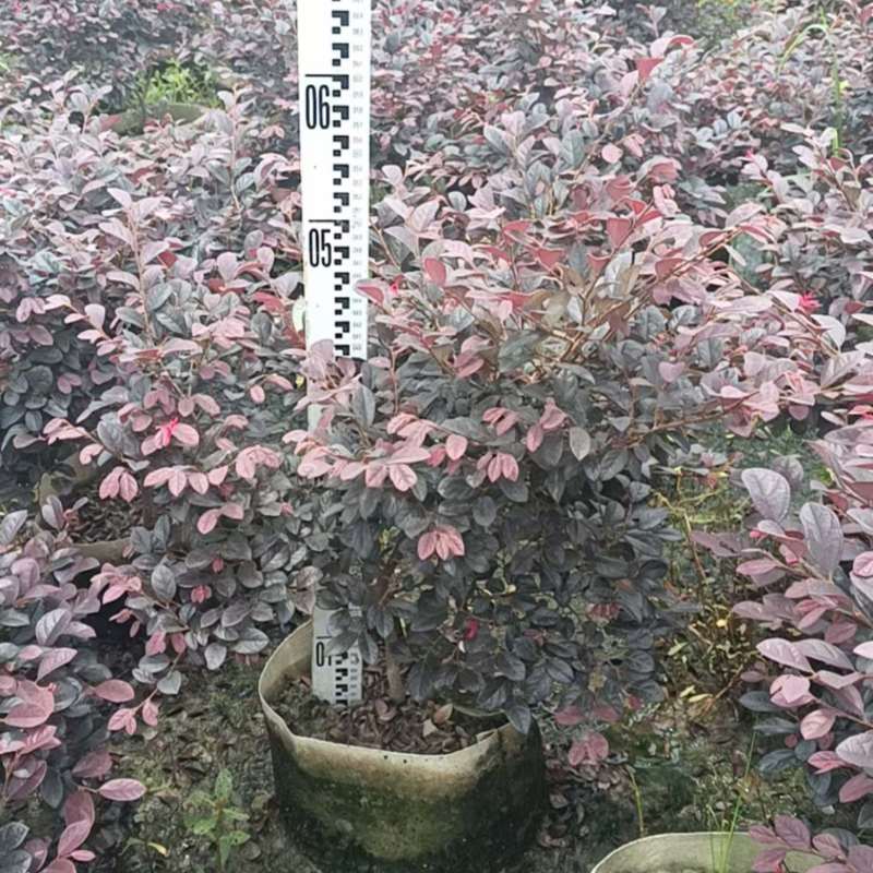 红花继木高50冠50