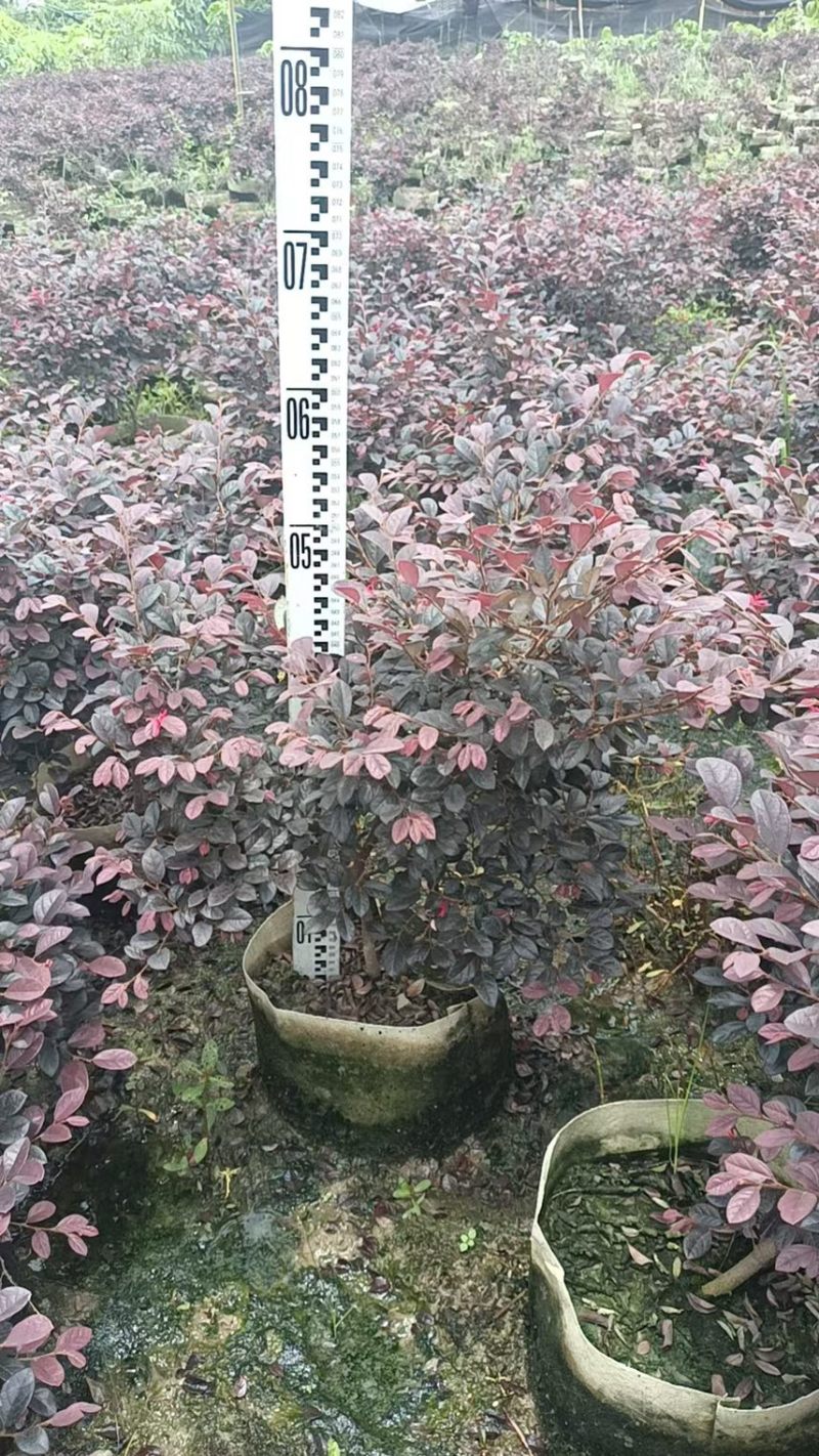 红花继木高50冠50