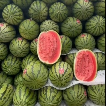 精品二茬瓜。电商瓜，宁夏硒砂瓜，金城5号，金花，源头产地