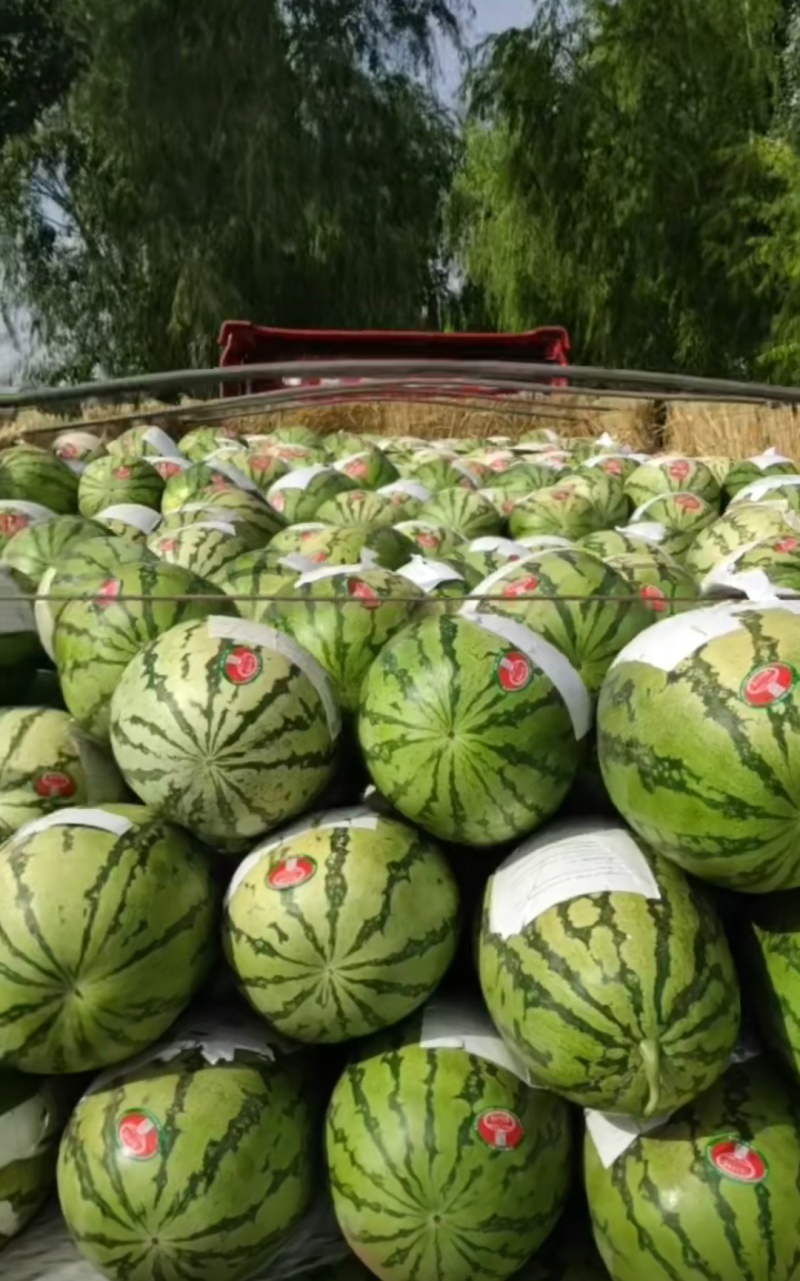 精品二茬瓜。电商瓜，宁夏硒砂瓜，金城5号，金花，源头产地