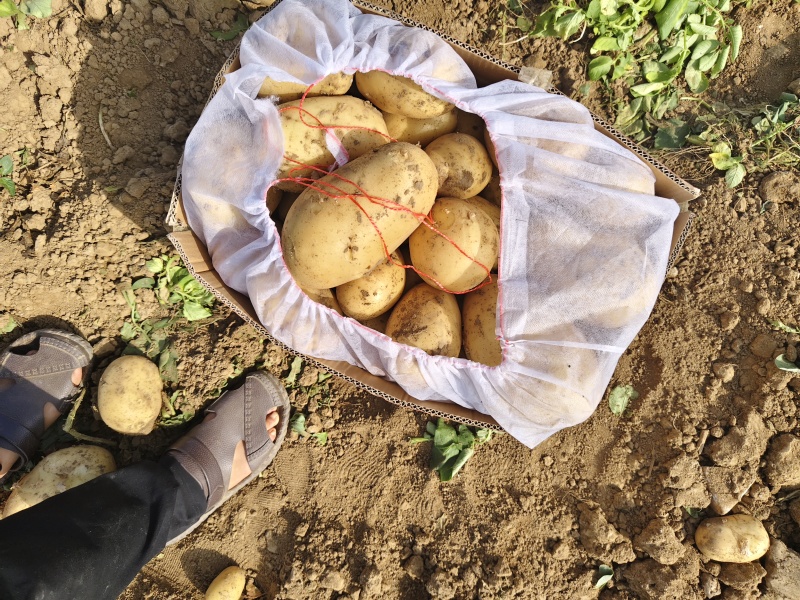 内蒙古精选黄皮黄心土豆大量上市可供市场/商超/出口等