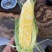广西横州横县花糯甜糯玉米新摘甜玉米白糯黑糯花甜