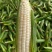 广西横州横县花糯甜糯玉米新摘甜玉米白糯黑糯花甜