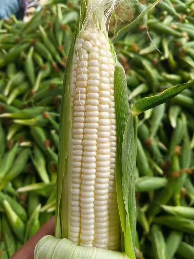 广西横州横县花糯甜糯玉米新摘甜玉米白糯黑糯花甜