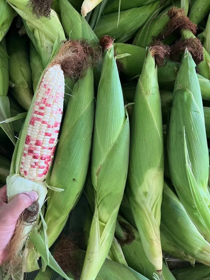 广西横州横县花糯甜糯玉米新摘甜玉米白糯黑糯花甜
