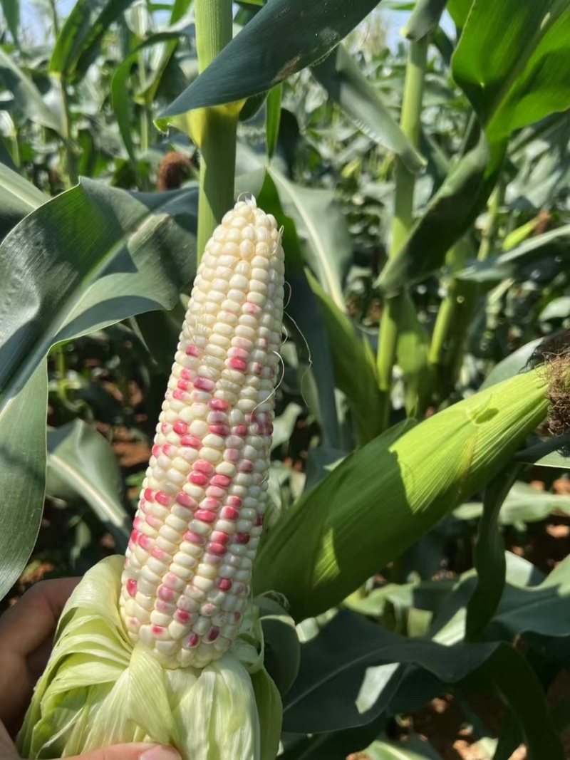 广西横州横县花糯甜糯玉米新摘甜玉米白糯黑糯花甜
