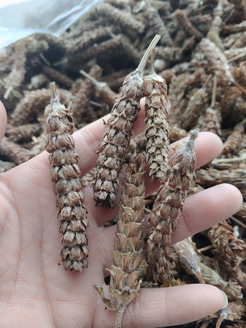 夏古球一一一野生零售批发一手货源产地直发
