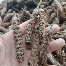 夏古球一一一野生零售批发一手货源产地直发