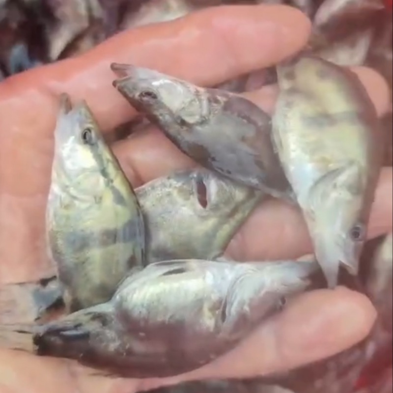 鳜鱼苗
