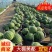 《安徽砀山》美都麒麟瓜/安徽西瓜/包熟包甜/基地代发全国