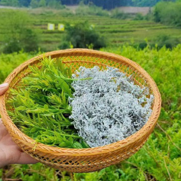 张家界莓茶藤茶