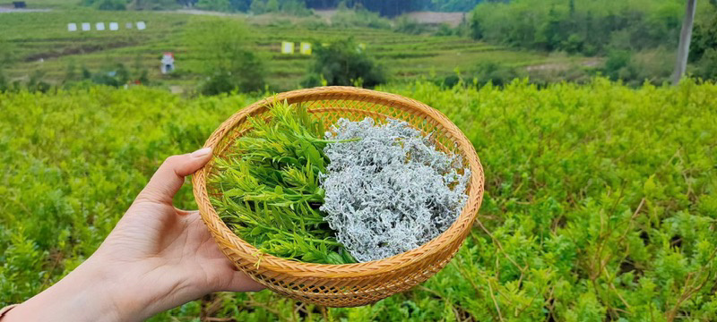 张家界莓茶藤茶