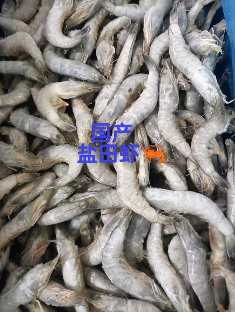 冻虾50/60