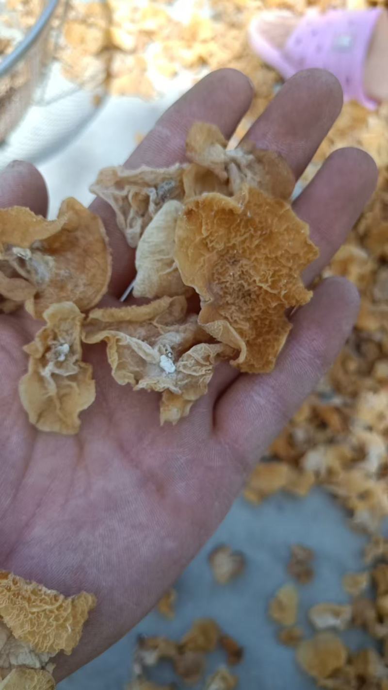 羊肚耳沙耳一手货源价格便宜精选筛选大中小单今无根