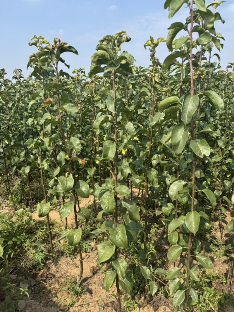 梨树苗，秋月梨，山农酥等各种品种梨树