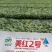 25年5月20日高纯美都嫁接苗浓绿粗壮三叶一芯标准苗