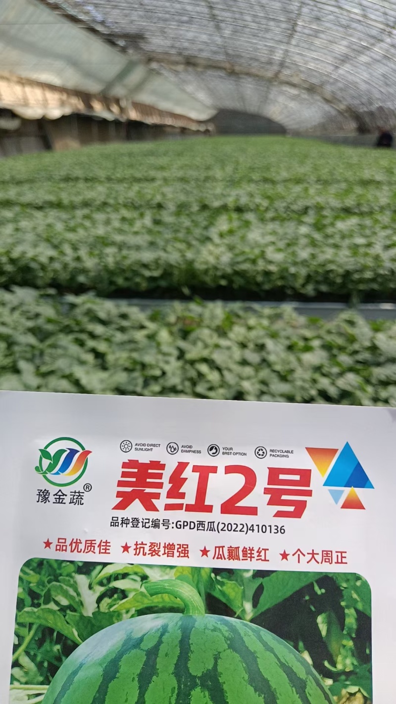 25年5月20日高纯美都嫁接苗浓绿粗壮三叶一芯标准苗